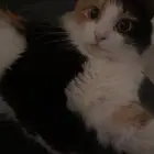 قطه انثى للتزاوج