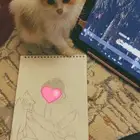 قط نوع شيرازي بيع مبلغ رمزي