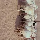 للبيع ضان رفيديات مراح وااحد