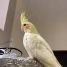 كروان لاتينو