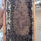 نحل بلدي خلايا إفرنجي للبيع