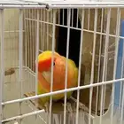 عصفور روز ذكر