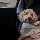 كلب توي بودل  وقطة همالايا