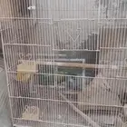 صندقه طيور وكبيره