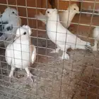 حمام للبيع 8حبه 4 اجواز جوز معاهم فرخ مع المحاكر