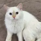 قط راغدول ذكر قابل للتزاوج