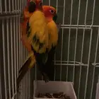 فروخ صن كنيور