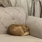 قط ضائع في تبوك البوادي