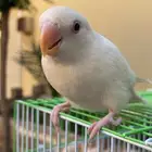 فرخ روز البينو مفطوم وهدد واليف مع قفص والالعاب