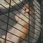 قطه انثى عمرها 8 - 9 شهور بيع مستعجل بي مبلغ رمزي