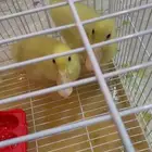 بطتين للبيع