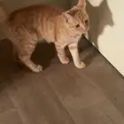 قطط تبني المخواة