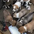 كلاب بلديه صغار للتربيه والحراسه