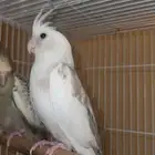 كروان ابيض مكتف