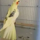 كروان اناث للبيع(تم البيع)