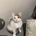 قط اليف للتبني في أملج