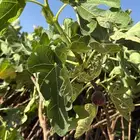 تين براون تركي