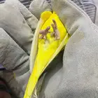 بادجي لاتينو والبينو