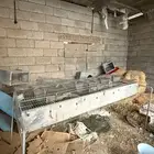 بطارية ارانب اوربيه