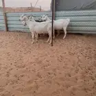 معزا دفيع بيشيات