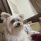 لمحبين احجام الكلاب الصغيره اعرض لكم موكا الذهبيه