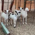 معزا بيشيات دفيع