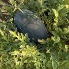 حبحب بلدي انتاج جازان