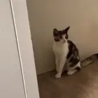 قطط اناث تبني المخواة