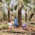 نخل سكري للبيع