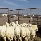 طليان عدد 17