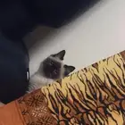 قطه انثى هملايا