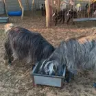 عنزين وحده مسحوب ولدها وحده مدري عنها