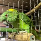 زوج يلوناب توب التوب