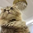 قط شيرازي ذكر للبيع ب 150