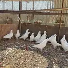 حمام جامبو ابيض للبيع