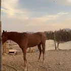 حصان انقليزي