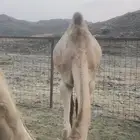 بكره للبيع عمرها حول 10 شهور