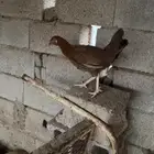 دجاج بلدي وديوك مهجنة