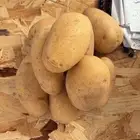 للبيع بطاطس مائدة وقلي   جودة عالية جد ا