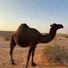 ناقه لقحه ساحليه