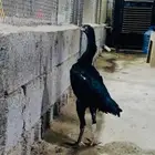 فرخة شامو الماني هزاز