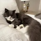 قط برتش شوت هير للتزاوج الجبيل