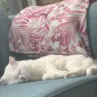 لدي قط للتبنى سبب امي مريضة سرطان مناعتها صارت ضعيفة