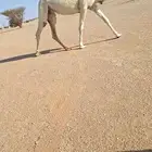 عشراء ولقحة