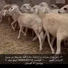 عرض 11 راس ضان حريات دقاع للبيع