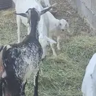 ماعز ولد بيشي جروم