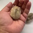 هامستر ونتر وايت بيور للبيع