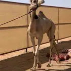 بكره حقه للبيع