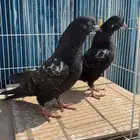 للبيع طبات رام فواخر سود فحم ( تم البيع الله يبارك للشاري )