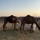 بكار لقحات مشالله